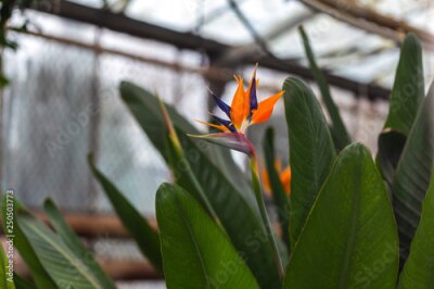 Papier peint  Exotic tropical flower of Strelitzia in greenhouse