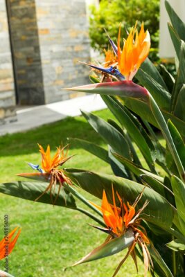 Papier peint  Exotic tropical flower of Strelitzia reginae or bird of paradise in garden, Bodrum