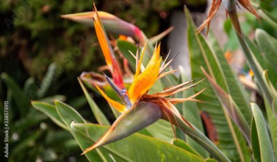 Papier peint  Exotic tropical flower of Strelitzia reginae or bird of paradise in greenhouse