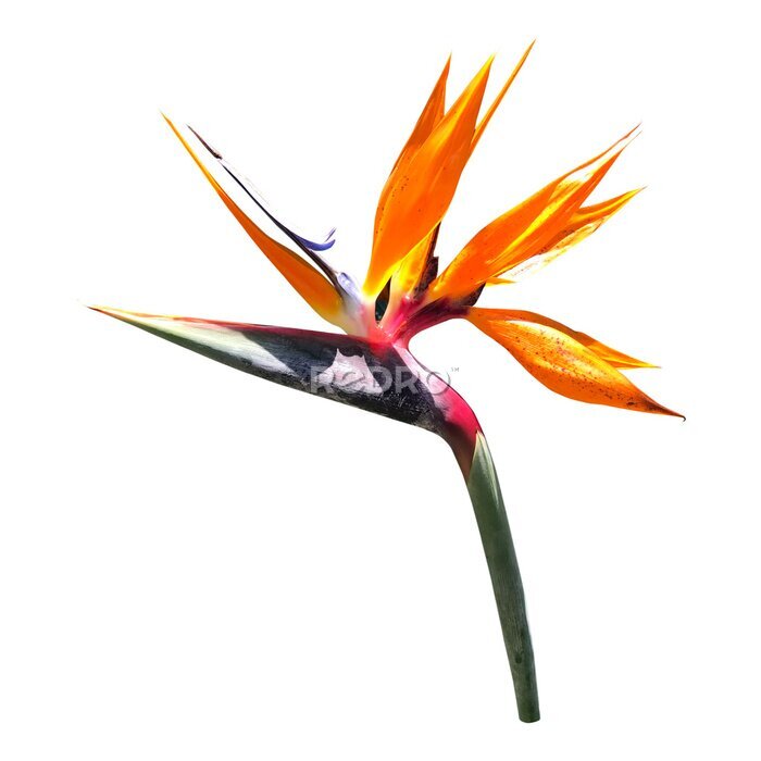 Papier peint  Exotic tropical flower of Strelitzia reginae or bird of paradise isolated on white background.