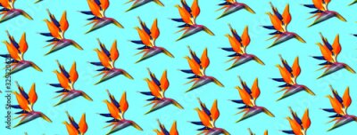 Papier peint  Exotic tropical flowers bird of paradise (strelitzia), panoramic pattern on blue background