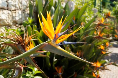 Papier peint  exotic tropical flowers of Strelitzia reginae in breathtaking Merano’s Gardens of Trauttmansdorff Castle (South Tyrol, Italy)	
