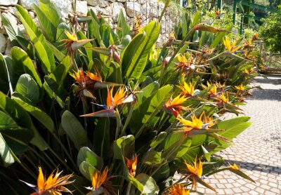 Papier peint  exotic tropical flowers of Strelitzia reginae in breathtaking Merano’s Gardens of Trauttmansdorff Castle (South Tyrol, Italy)	