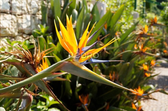 Papier peint  exotic tropical flowers of Strelitzia reginae in breathtaking Merano’s Gardens of Trauttmansdorff Castle (South Tyrol, Italy)	