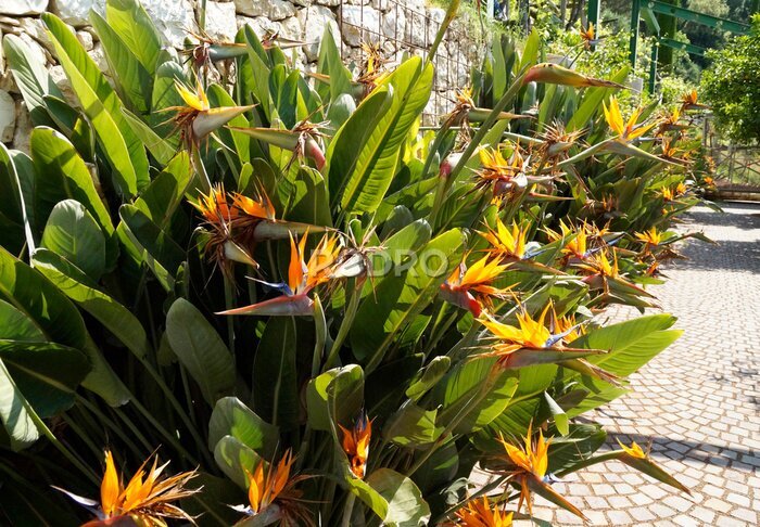 Papier peint  exotic tropical flowers of Strelitzia reginae in breathtaking Merano’s Gardens of Trauttmansdorff Castle (South Tyrol, Italy)	