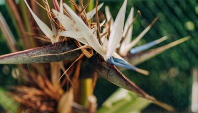 Papier peint  Exotic White Bird of Paradise Plant Strelitzia Nicolai