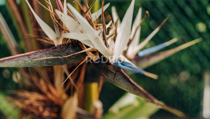 Papier peint  Exotic White Bird of Paradise Plant Strelitzia Nicolai
