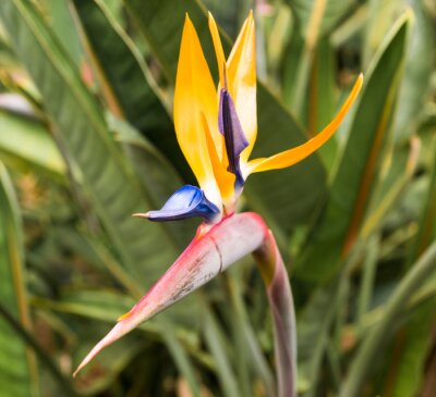 Papier peint  exotique fleur de strelitzia de l'île de Tenerife, également connue sous le nom de fleur d'oiseaux