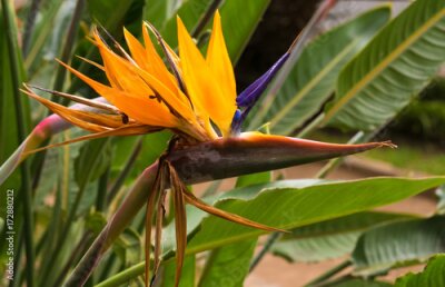 Papier peint  exotique fleur de strelitzia de l'île de Tenerife, également connue sous le nom de fleur d'oiseaux