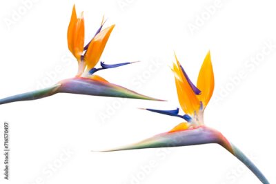 Papier peint  exotische blühende Strelitzien Blumen isoliert