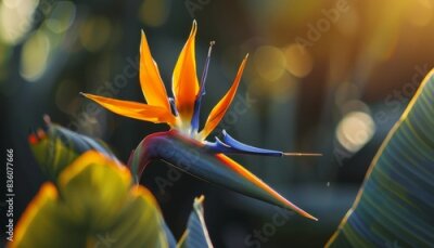 Papier peint  Exploring the Elegance of the Bird of Paradise Flower: Strelitzia - AR 7:4