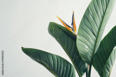 Papier peint  exquisite close-up photo of the Strelitzia birds of paradise, a rare and endangered plant species, meticulously captured in sharp focus against a minimalist white backdrop, highlig