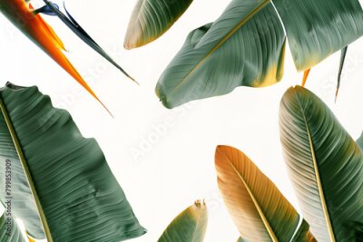 Papier peint  exquisite close-up photo of the Strelitzia birds of paradise, a rare and endangered plant species, meticulously captured in sharp focus against a minimalist white backdrop, highlig