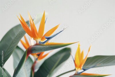Papier peint  exquisite close-up photo of the Strelitzia birds of paradise, a rare and endangered plant species, meticulously captured in sharp focus against a minimalist white backdrop, highlig