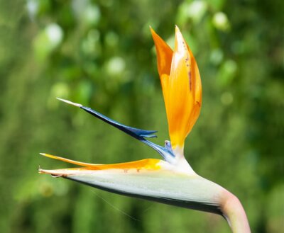 Papier peint  Extravagant fleur de Strelitzia reginae.
