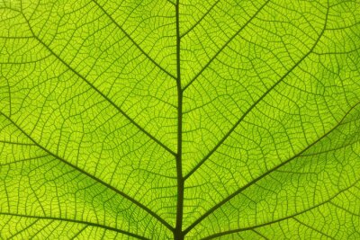 Extreme close up texture de veines de feuilles vertes
