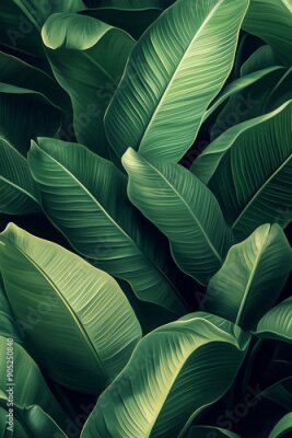 Papier peint  Eye-catching Strelitzia Leaves Wallpaper for Wall Makeover