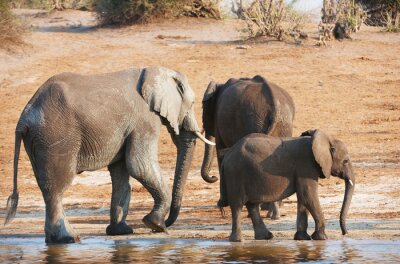 Famille d'éléphants afrcains