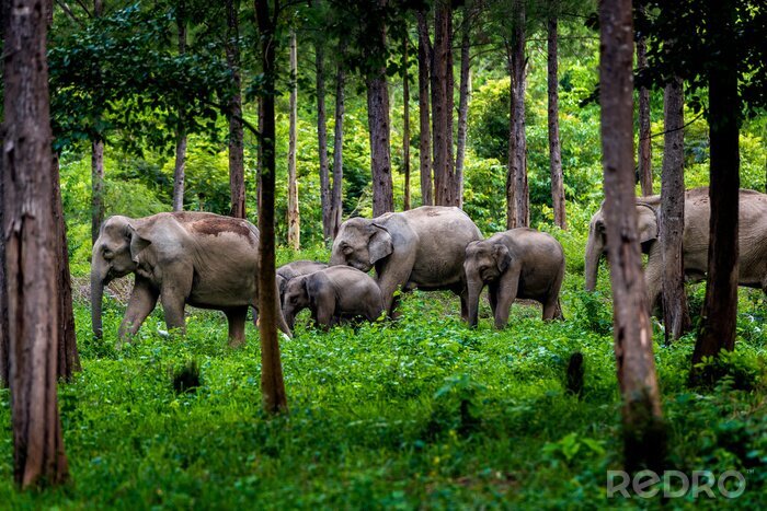 Papier peint  Famille d'éléphants dans la forêt