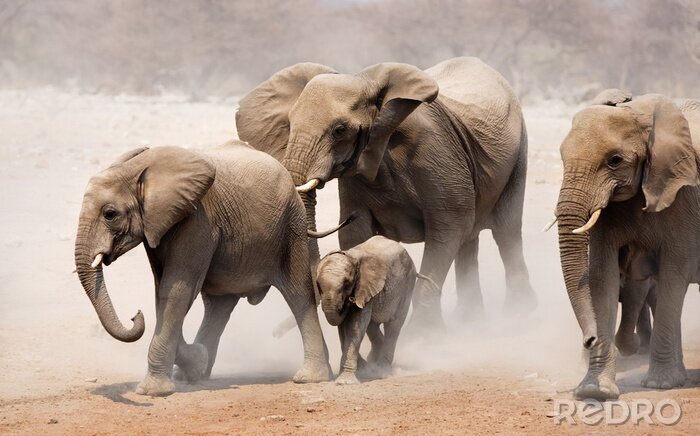 Papier peint  Famille d'éléphants dans la poussière