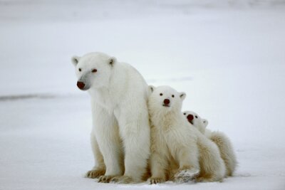 Papier peint  Famille d'ours blancs