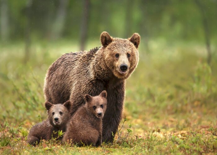 Papier peint  Famille d'ours dans la forêt