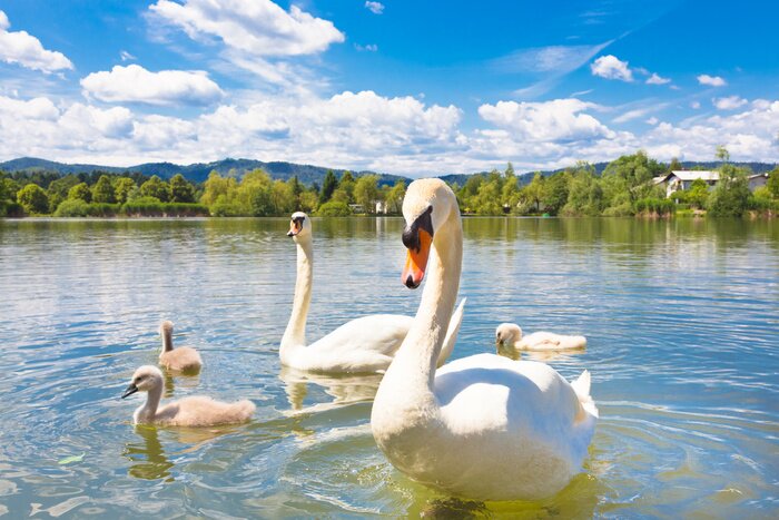 Papier peint  Famille de cygnes sur un lac