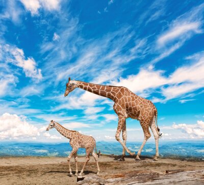 Papier peint  famille de girafes va contre le ciel bleu