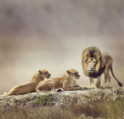 Famille de lions sur les rochers