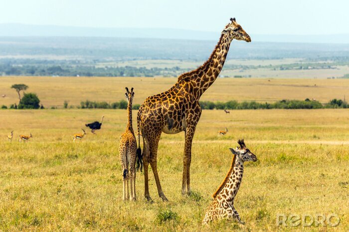 Papier peint  Family of giraffes