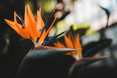 Papier peint  Fantastic South African Flowers: Orange Bird of Paradise or Crane Flower (Strelitzia Reginae)