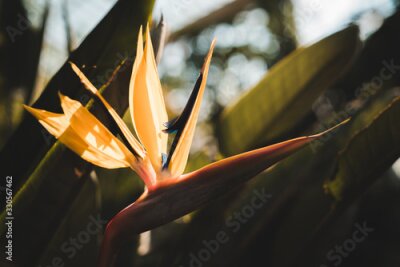 Papier peint  Fantastic South African Flowers: Orange Bird of Paradise or Crane Flower (Strelitzia Reginae)