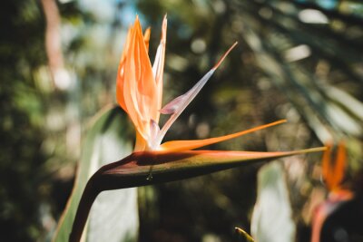 Papier peint  Fantastic South African Flowers: Orange Bird of Paradise or Crane Flower (Strelitzia Reginae)