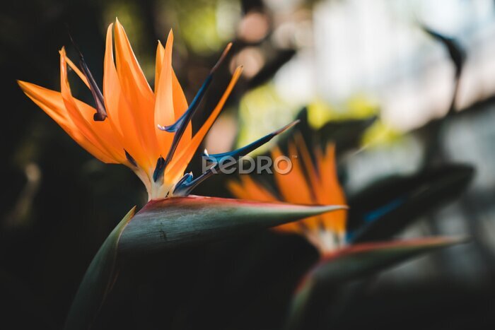 Papier peint  Fantastic South African Flowers: Orange Bird of Paradise or Crane Flower (Strelitzia Reginae)