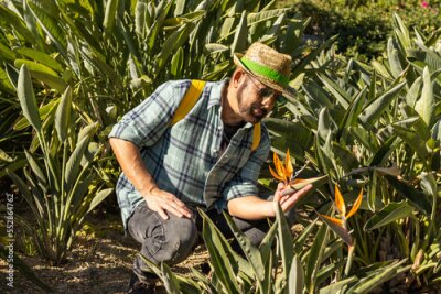 Papier peint  Farmer checking the condition of Strelitzia in a botanical garden.