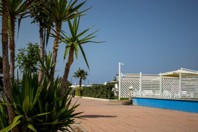 Papier peint  Fashionable plants in natural design. Nature of Calabria, Italy. Succulents, blooming cactus, strelitzia, tropical palm leaves, monstera.