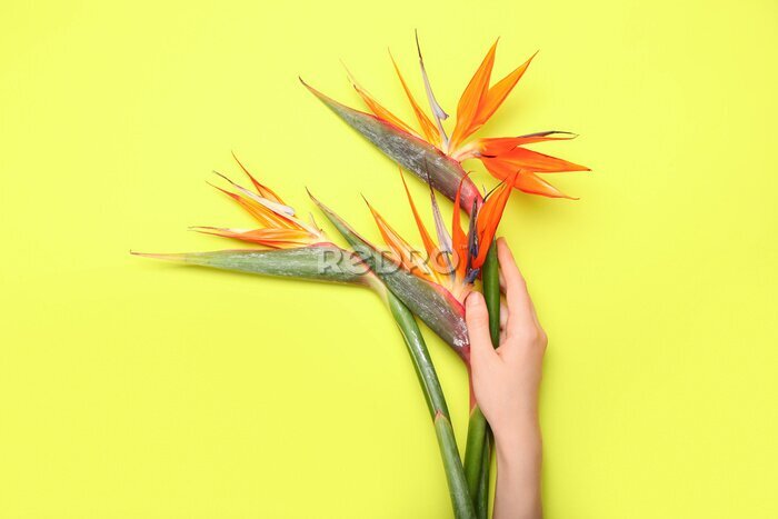 Papier peint  Female hand with beautiful strelitzia flowers on color background, closeup