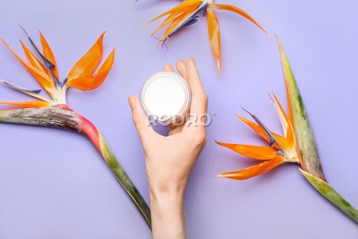 Papier peint  Female hand with jar of cream and beautiful strelitzia flowers on color background
