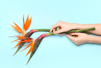 Papier peint  Female hands with beautiful strelitzia flowers on blue background, closeup