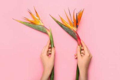 Papier peint  Female hands with beautiful strelitzia flowers on pink background, closeup