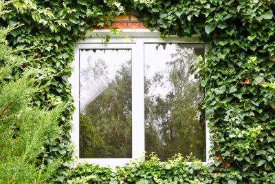 Papier peint  Fenêtre recouverte de végétation