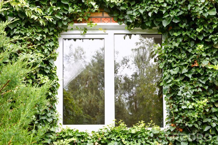 Papier peint  Fenêtre recouverte de végétation