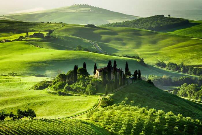 Papier peint  Ferme d'oliviers et de vignes
