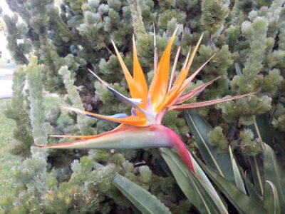 Papier peint  Fermer à Strelitzia reginae à l'extérieur