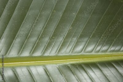 Papier peint  fermer sur grande feuille de Strelitzia reginae