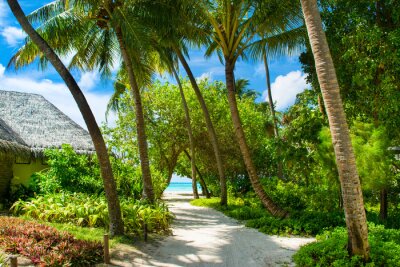 Papier peint  Fermez l'image d'un magnifique jardin tropical avec de la palme, de la calatette, de la strelitzia.