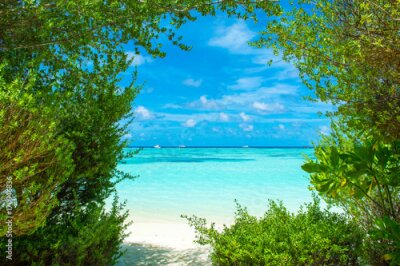 Papier peint  Fermez l'image d'un magnifique jardin tropical avec de la palme, de la calatette, de la strelitzia.