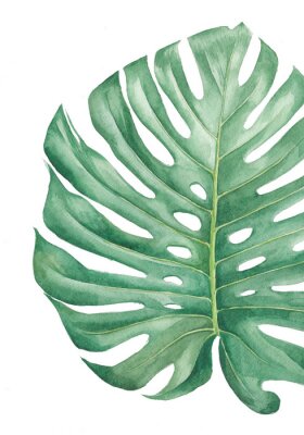 Feuille de Monstera peinte à l'eau