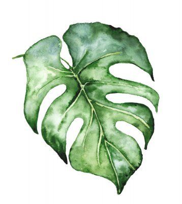 Feuille de monstera tropicale à l'aquarelle