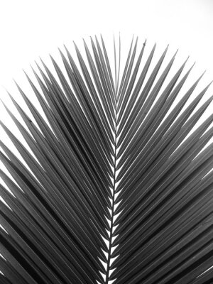 Feuille de palmier noir et blanc